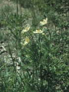 Anemone multifida